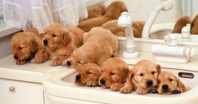 Cachorros en el baño