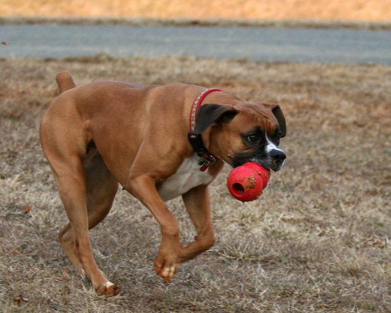 Boxer jugando