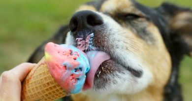 perro comiendo helado