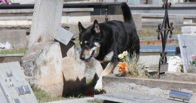 perro en la tumba de su dueño