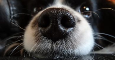 bigotes-perro