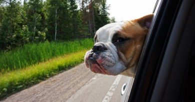 perro-viaja-en-coche