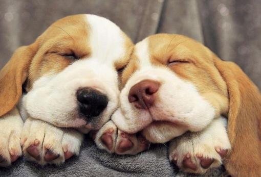 cachorros-durmiendo