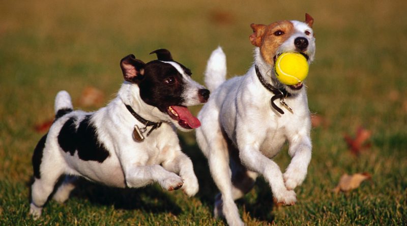 perros-jugando-pelota