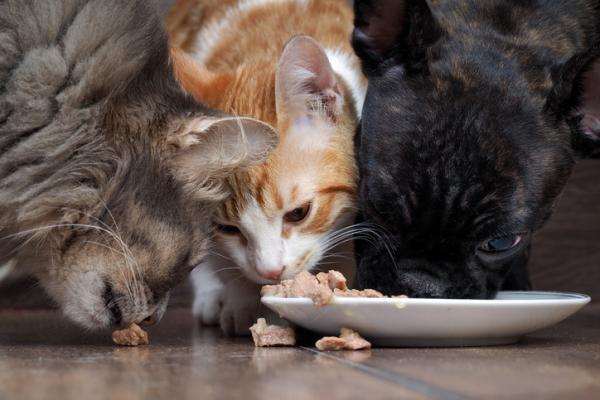 gatos-y-perros-comiendo