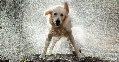 perro-lluvia