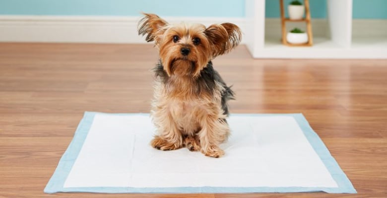 Cómo-enseñar-a-un-perro-a-hacer-sus-necesidades-fuera-de-casa