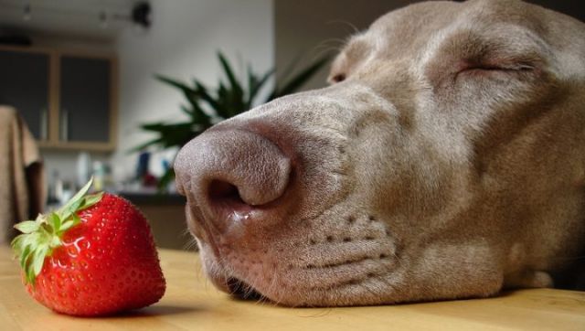 los-perros-pueden-comer-fresas