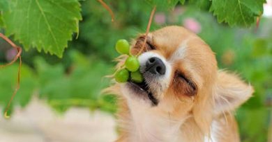 perro-comiendo-uvas