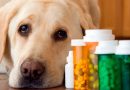 medicamentos-toxicos-para-perros