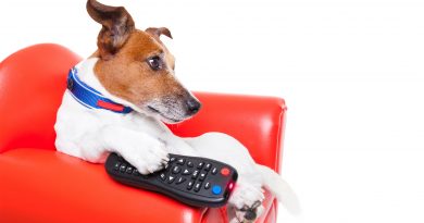 perro-viendo-television