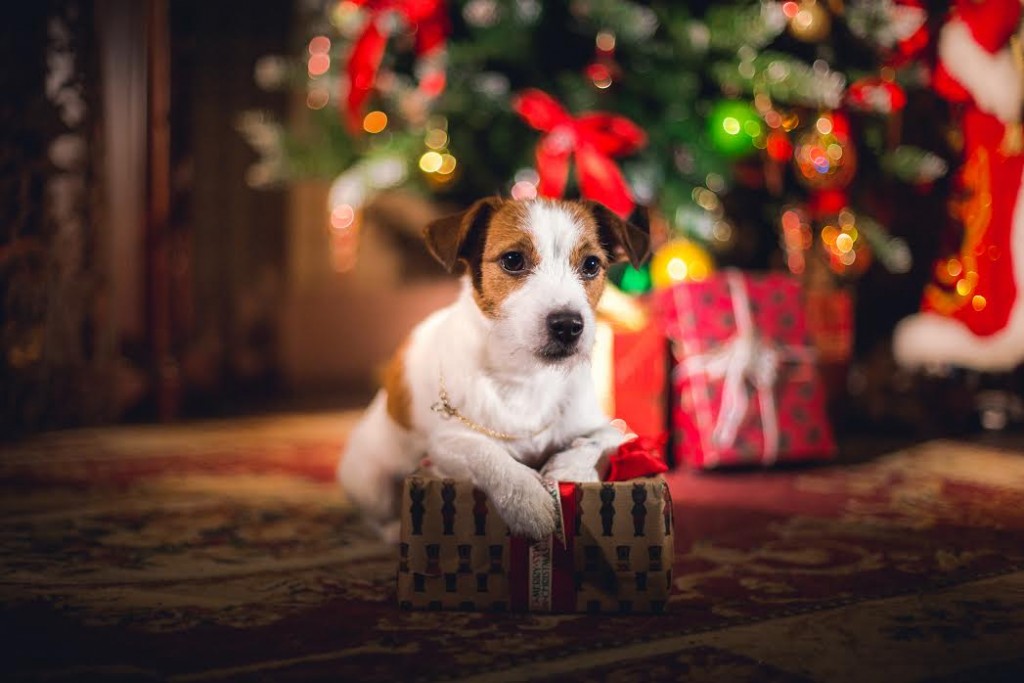 regalos-para-perro-por-navidad