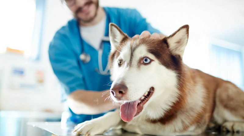 seguro medico para perros