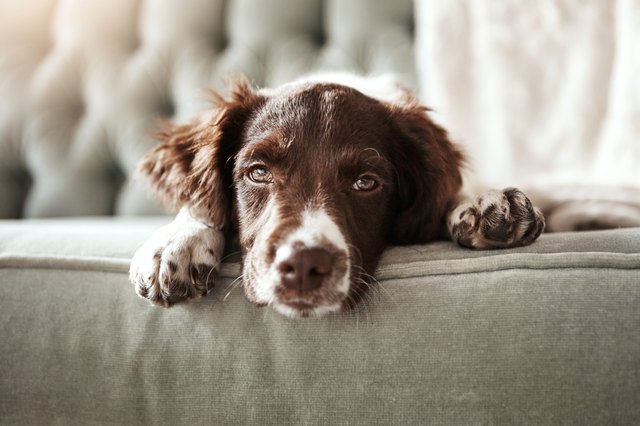 perro-tumbado-en-el-sofa
