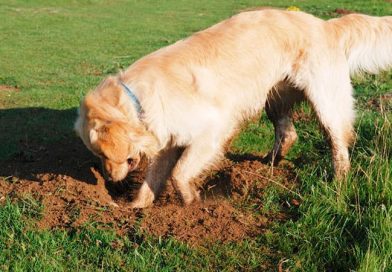 perro-cavando-hoyo