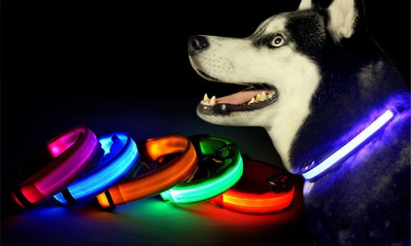 Comprar-collar-luminoso-para-perros
