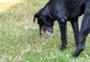 Mi perro vomita espuma – Qué debes hacer